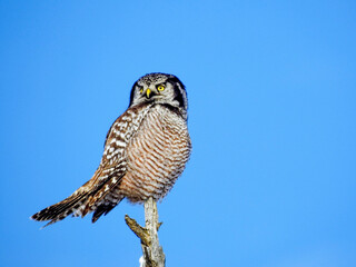 A Hawk Owl perched high on a branch for the perfect view of his prey