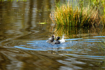 Coots are fighting in the water