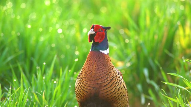 one male pheasant courting on a green meadow in the morning