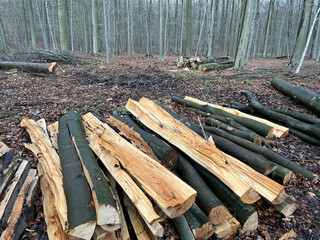 Fototapeta na wymiar Heap of felled tree trunks and branches