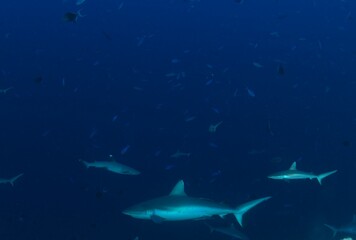 Viagem de mergulho ás Maldivas