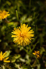 Yellow dandelions on a meadow. Yellow dandelions flowers. Yellow flowers. Yellow. Flower. Spring flowers. 