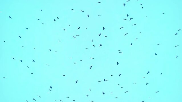 A flock of crows are flying in the blue sky in slow motion. Flock of Birds Flying in a Blue Sky. A Beautiful Sunny Day for Bird Watching. A Serene Display of Birds Soaring. Nature's Beauty in Flight.