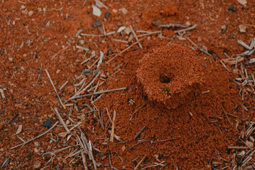anthill top view