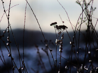 dry plants against the background of the evening sky