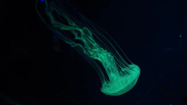 Fuorescent jellyfish swimming underwater aquarium pool. The Japanese sea nettle chrysaora pacifica in aquarium with green neon light. Theriology, tourism, diving, undersea life.