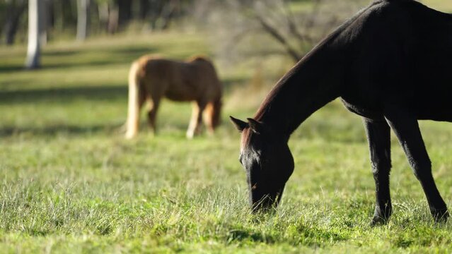 Beautiful horses grazing on grass in a field. Grey horse in the trees on a farm