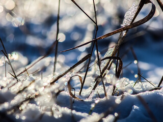 dry plants in the autumn season