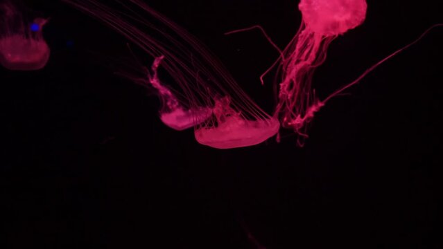Group of fluorescent jellyfish swimming underwater aquarium pool. The Japanese sea nettle chrysaora pacifica in aquarium with red neon light. Theriology, tourism, diving, undersea life.