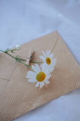 Chamomile flowers in a glass vase on a white background