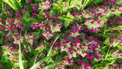 Fototapeta na wymiar Pink flowers of spotted nettle Lamium maculatum. Medicinal plants in the garden. Purple flowering plants gather on a summer day. Horizontal frame.