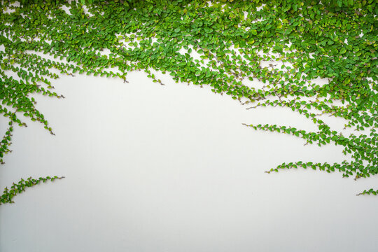 Greenery tree branch and leaf are growth on white cement wall. Background and texture photo.
