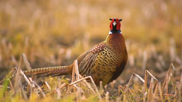 one male pheasant courting in a meadow in the morning