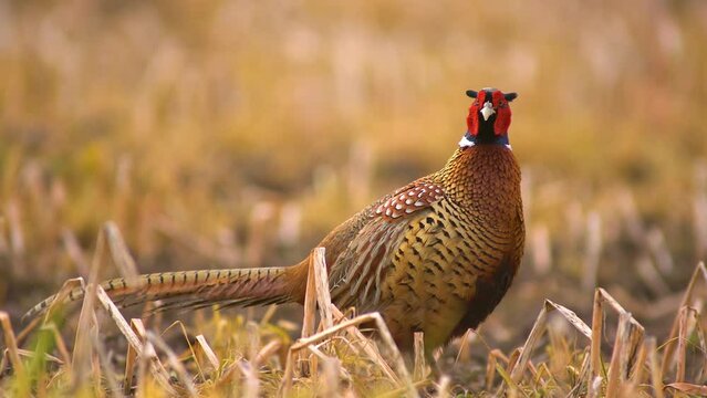 one male pheasant courting in a meadow in the morning