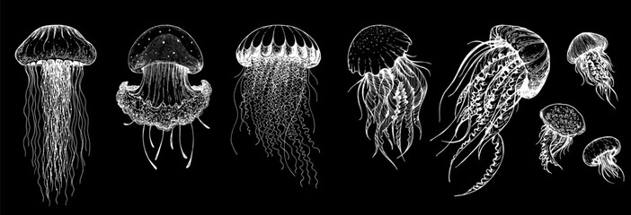 Jellyfish sketch set. Hand drawn vector illustration. Sea jellyfish collection. Design elements. Engraved style. © DiViArts