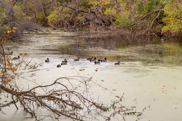 Mallard Ducks Swimming On The River In October