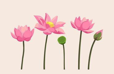 Pink Lotus flower vector