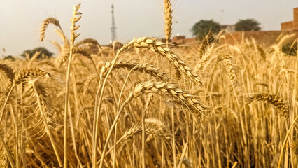 Golden drought harvest of dry wheat, used for making bread, semolina, porridge, bran, gluten and protein