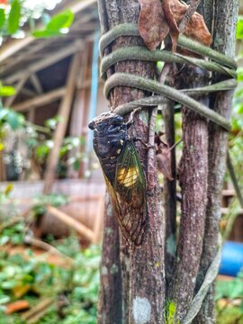 Cicada Insect, Cicada Macro, Cicada sitting on a tree branch.