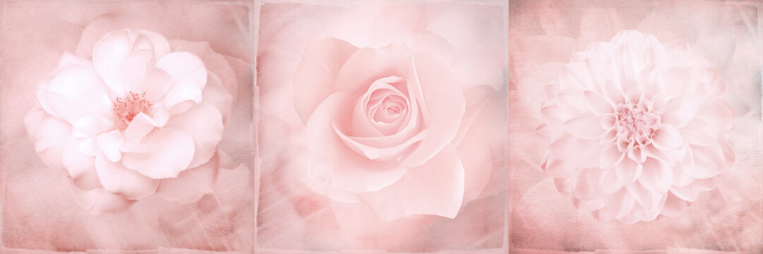 Romence pink roses background