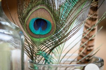 Obraz premium peacock feather and feathers