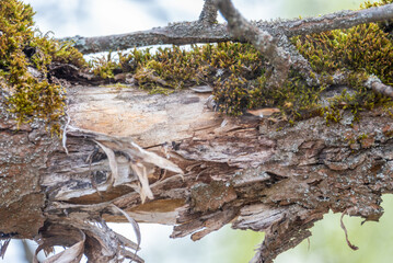 Moss and peeled bark on a branch of an old apple tree in the garden.