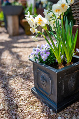 Spring flowers in a gray stone tub stand on a gravel path in the garden