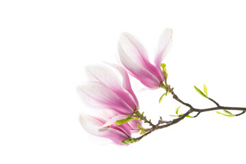 Beautiful pink magnolia flower on white background