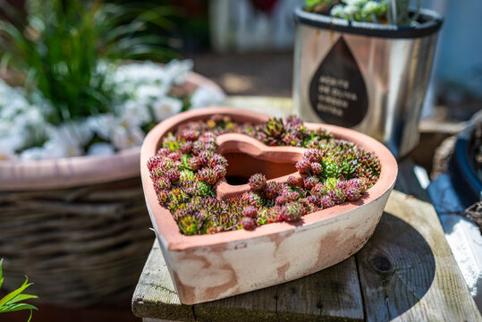 A clay heart is planted with succulents, in the background an olive oil can serves as a vase