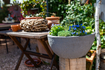 Spring flowers in a pot in a garden