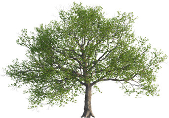 Obraz premium Side view of Quercus Petraea Tree