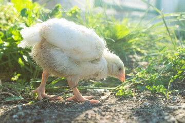 little yellow chicken pecking on grass , with green grass on the background. represents  poultry farm chicken and breeding of chikens.