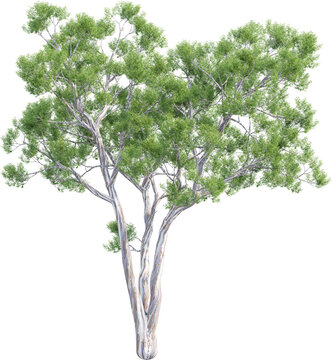 Side view of Eucalyptus Globulus Tree