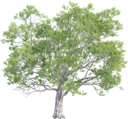 Obraz premium Side view of Eucalyptus Globulus Tree