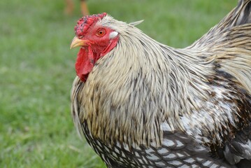 Chicken roaming around the barnyard