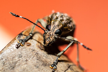 A macro shot of a Polydrusus on a rock on a bright background