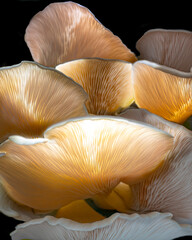 A selection of various mushrooms growing in a terra cotta pot filled with water, sitting on a...