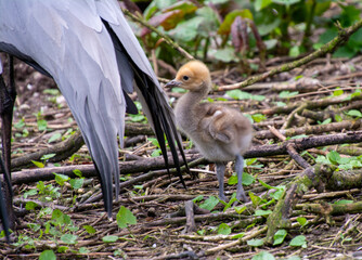 Kranichküken mit Mama im Zoo