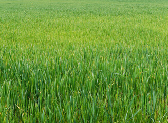 Growing wheat field, still young showing green color herbaceous texture