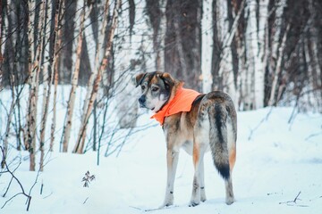 dog in the snow