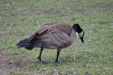 Geese foraging out in the park during spring