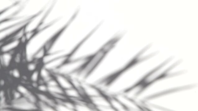 OMBRE PALMIER SUR FOND BLANC AVEC VENT FAIBLE