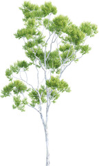 Side view of Corymbia Citriodora Tree