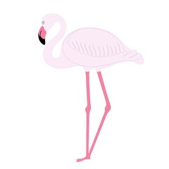 pink flamingo isolated