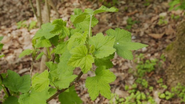 The Power of Nettle: Discovering the Benefits of this Incredible Herb