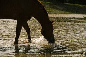 Horse silhouette walking in shallow pond water on Texas farm during summer.
