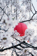 Japanese blossom with a red paper lantern.