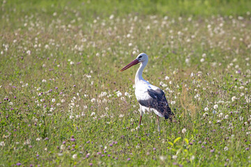 White stork walking on a green field. Close-up of White stork (Ciconia ciconia).