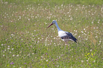 White stork walking on a green field. Close-up of White stork (Ciconia ciconia).