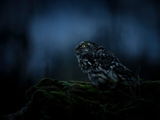 The Little owl (Athene noctua) standing on ground and observing the surroundings. Photo taken during late blue hour on a dilapidated farm in Slovakia. 